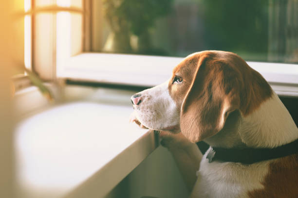 Cute Beagle dog looking out an open window waiting for his owner