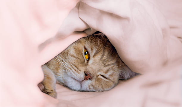 Portrait of beautiful British cat Peeper from under rumpled  pale pink blanket