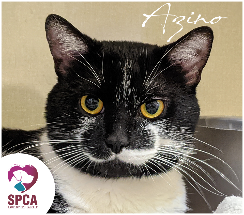 SPCA LaurentidesLabelle Chats en adoption