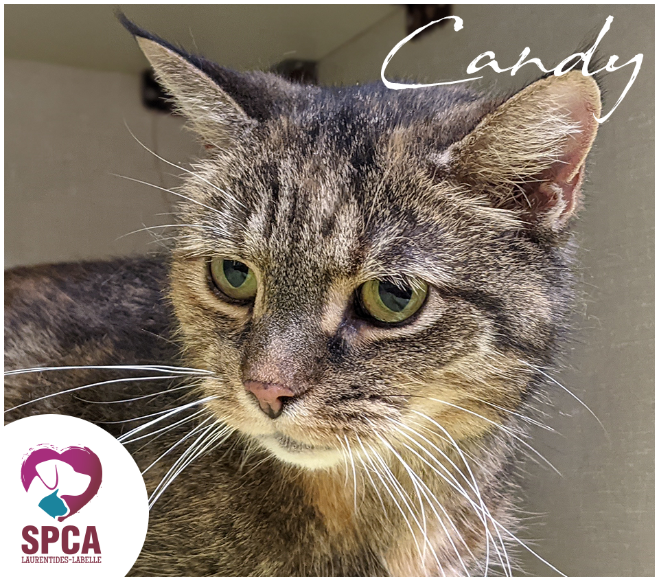 SPCA LaurentidesLabelle Chats en adoption
