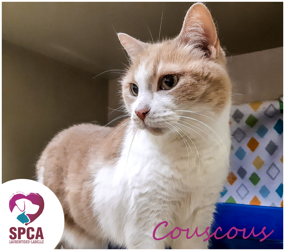 SPCA LaurentidesLabelle Chats en adoption