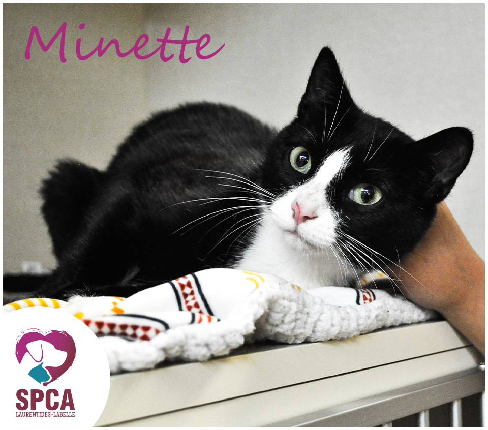 SPCA LaurentidesLabelle Chats en adoption