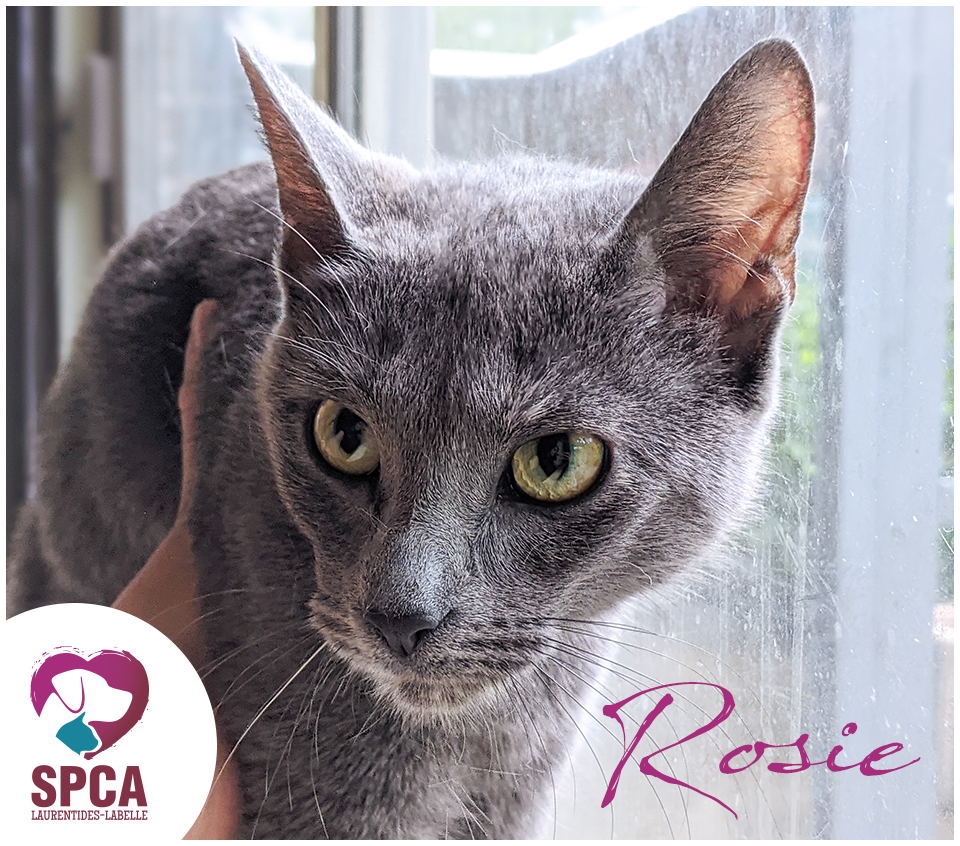 SPCA LaurentidesLabelle Chats en adoption