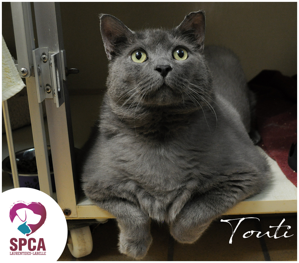 SPCA LaurentidesLabelle Chats en adoption