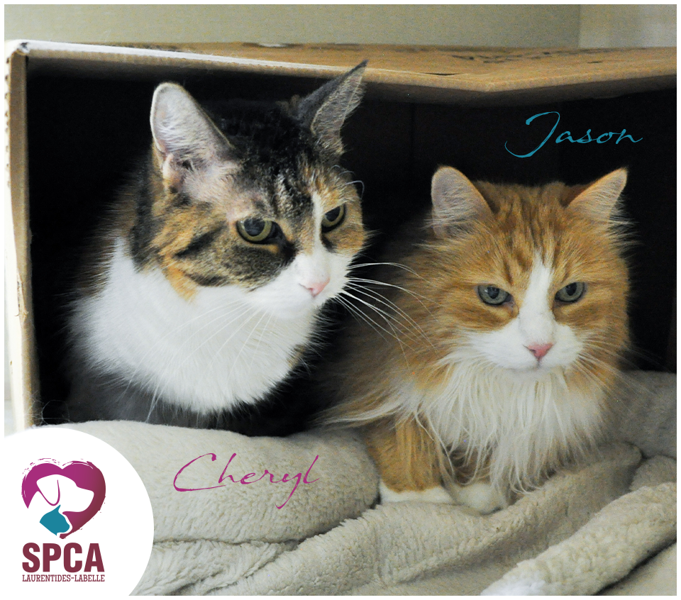 SPCA LaurentidesLabelle Accueil