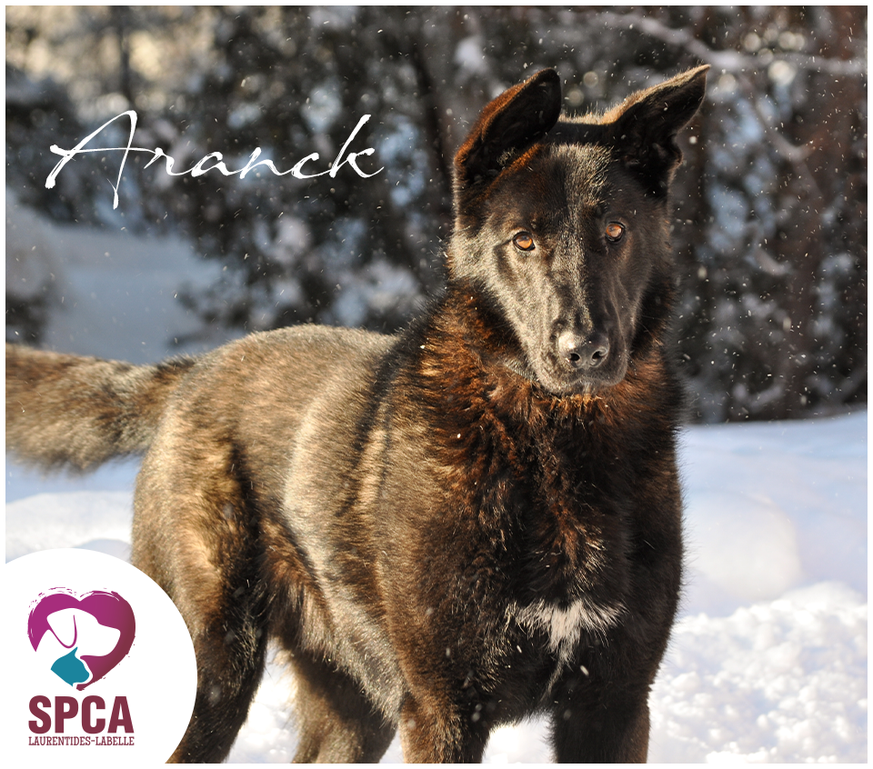 SPCA LaurentidesLabelle Chiens en adoption