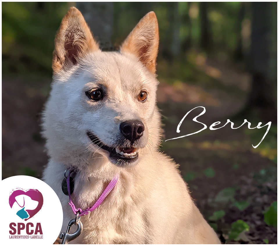 SPCA LaurentidesLabelle Chiens en adoption