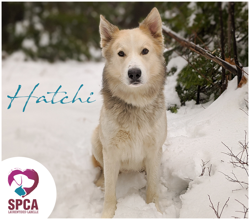 SPCA LaurentidesLabelle Chiens en adoption