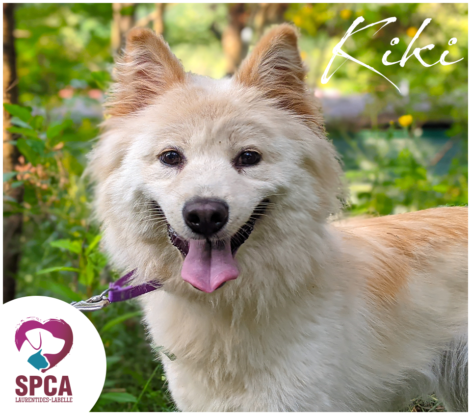 SPCA LaurentidesLabelle Chiens en adoption