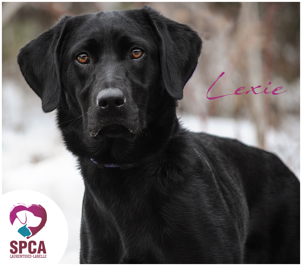 SPCA LaurentidesLabelle Chiens en adoption