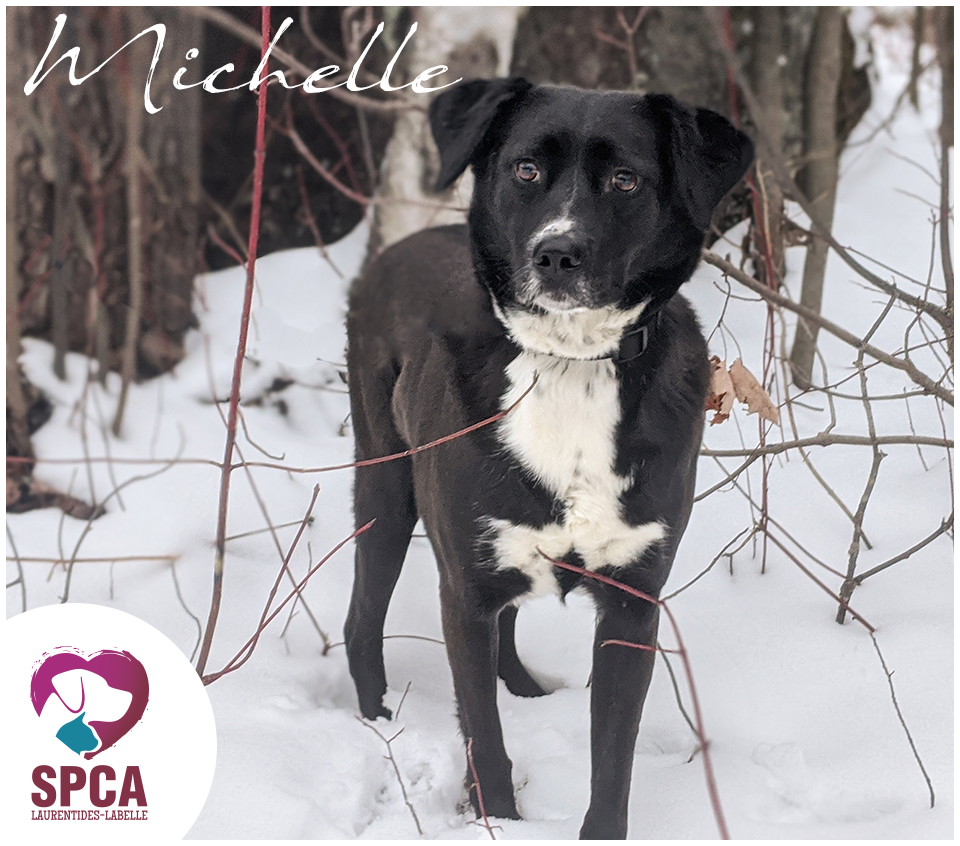 SPCA LaurentidesLabelle Dogs for adoption
