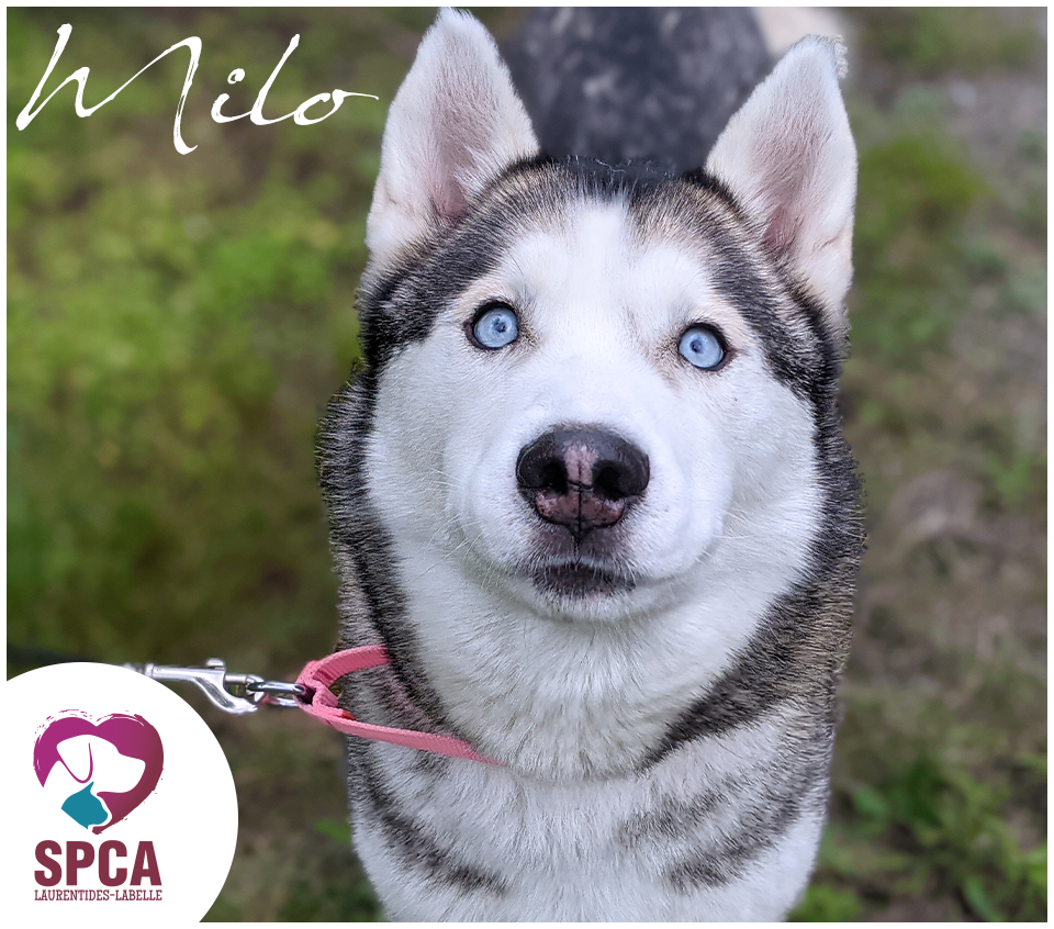 SPCA LaurentidesLabelle Chiens en adoption