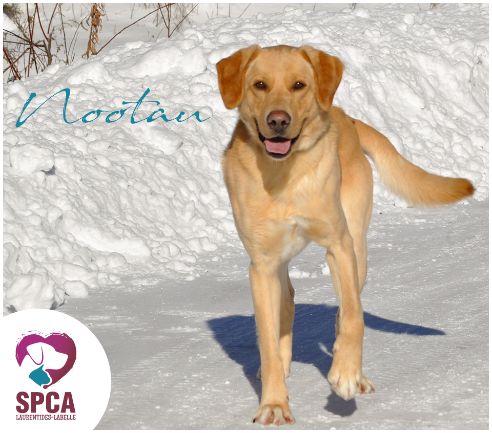 SPCA LaurentidesLabelle Chiens en adoption