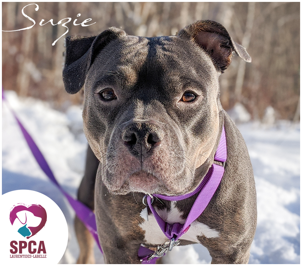 SPCA LaurentidesLabelle Chiens en adoption