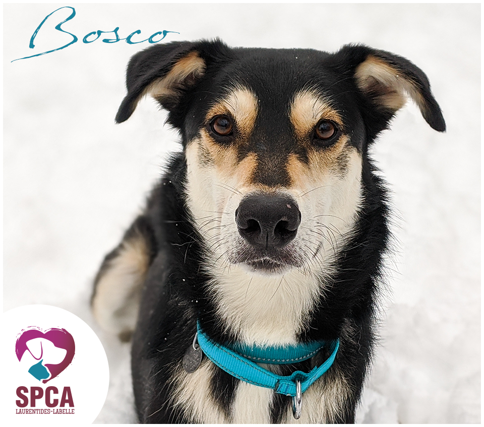 SPCA LaurentidesLabelle Chiens en adoption
