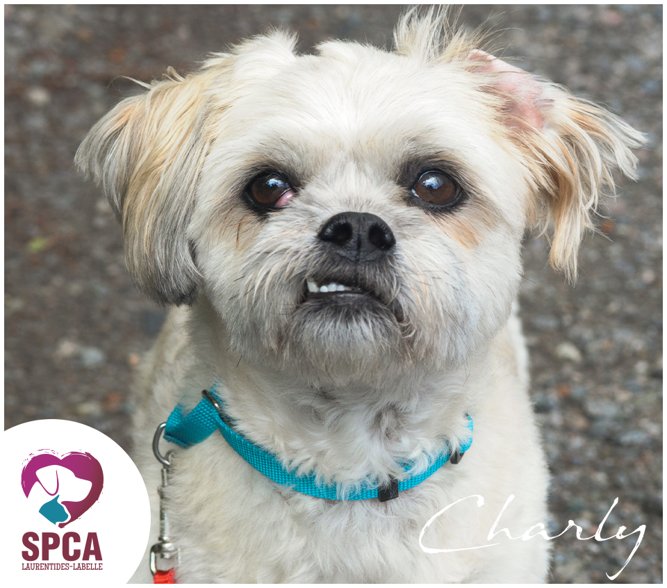 SPCA LaurentidesLabelle Chiens en adoption