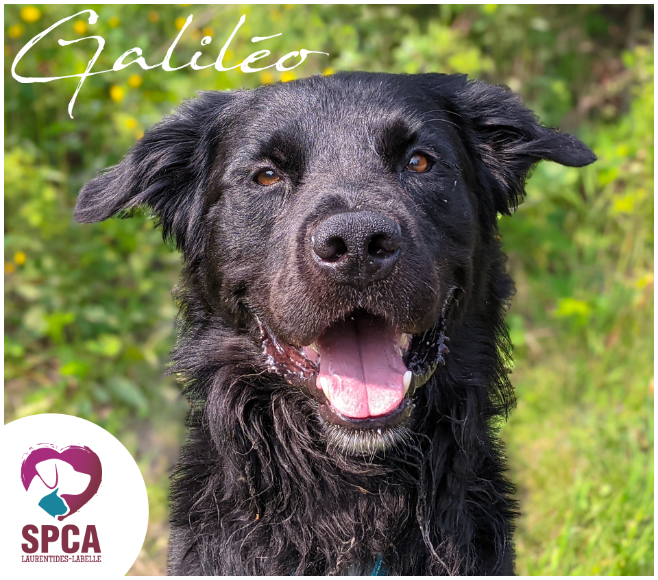 SPCA LaurentidesLabelle Chiens en adoption