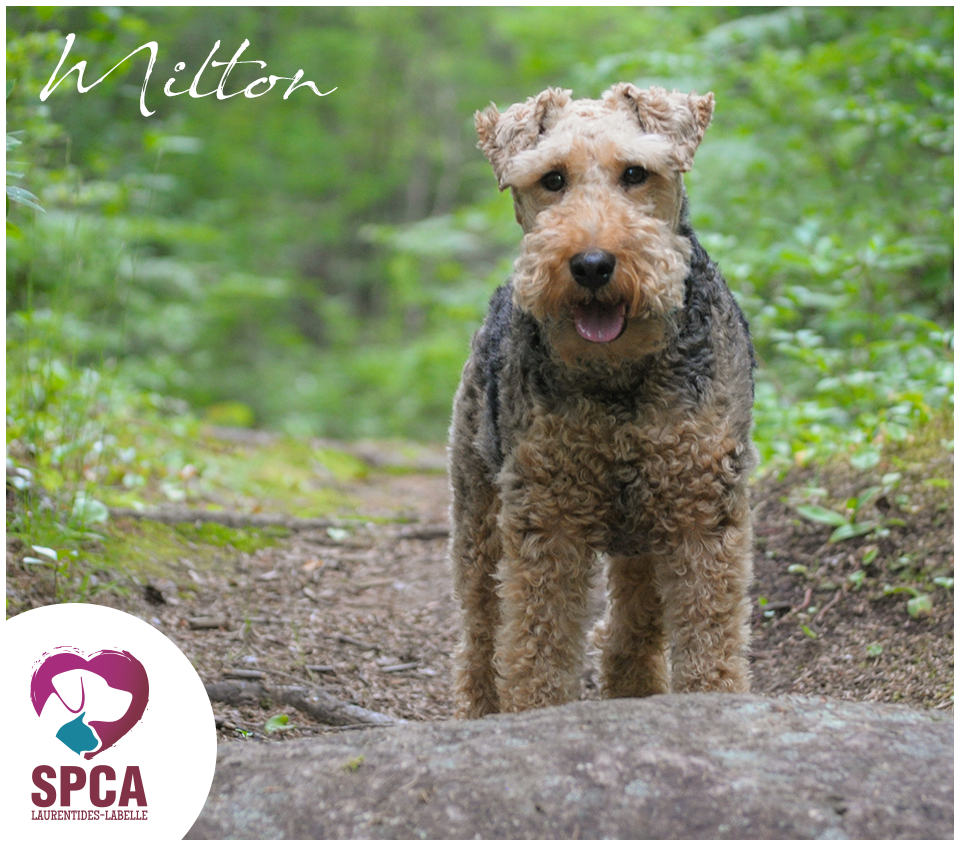 SPCA LaurentidesLabelle Chiens en adoption