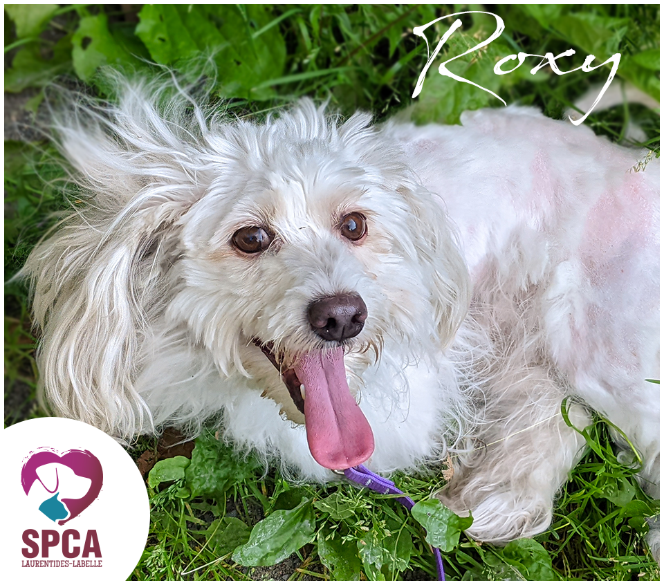 SPCA LaurentidesLabelle Chiens en adoption