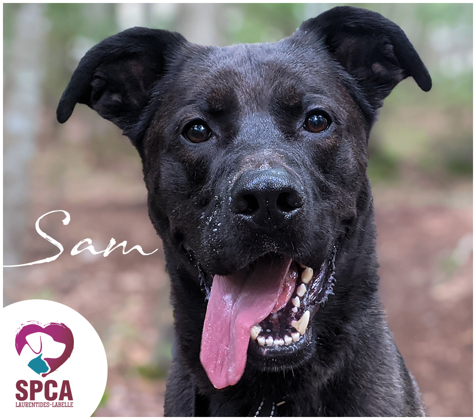 SPCA LaurentidesLabelle Chiens en adoption