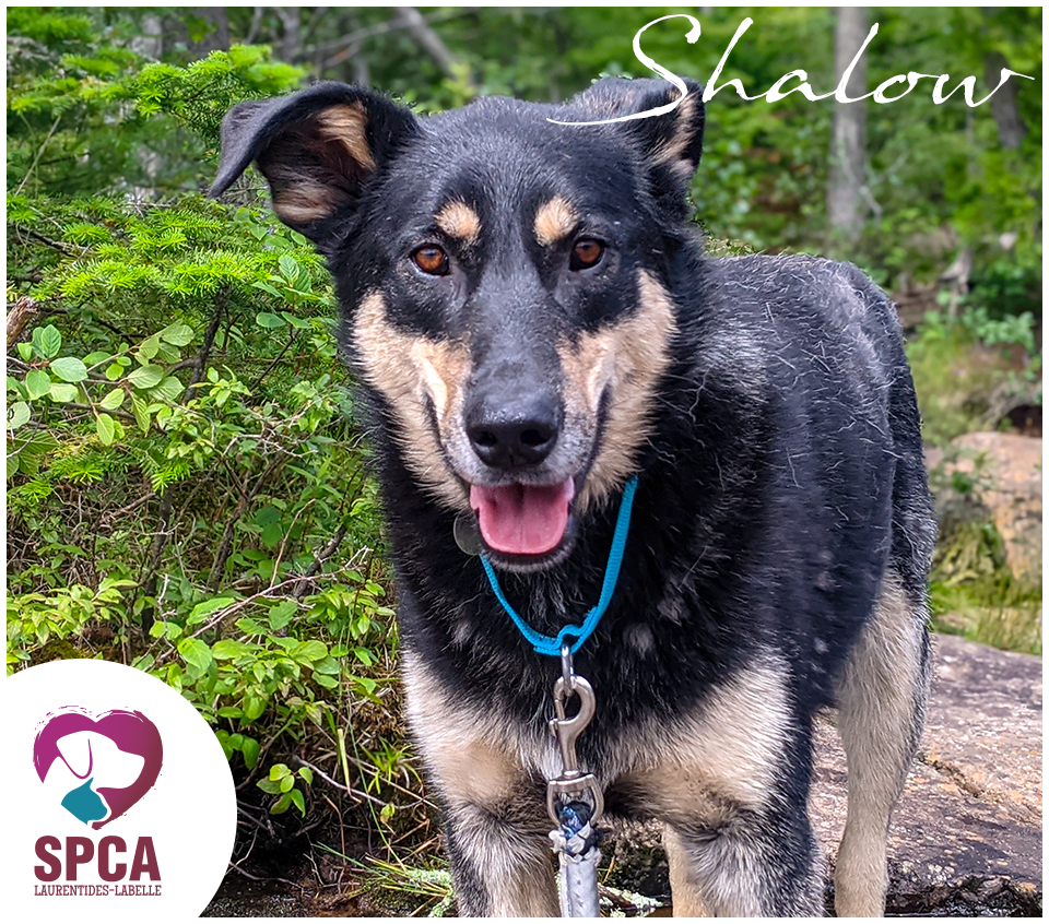 SPCA LaurentidesLabelle Chiens en adoption