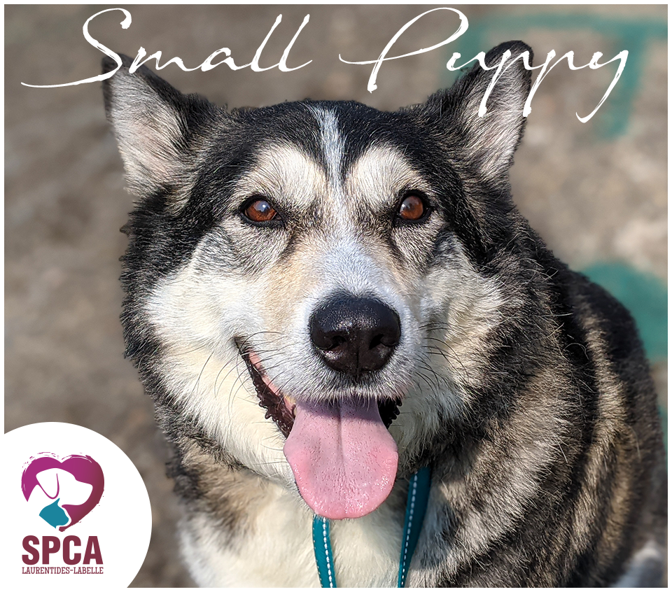 SPCA LaurentidesLabelle Chiens en adoption