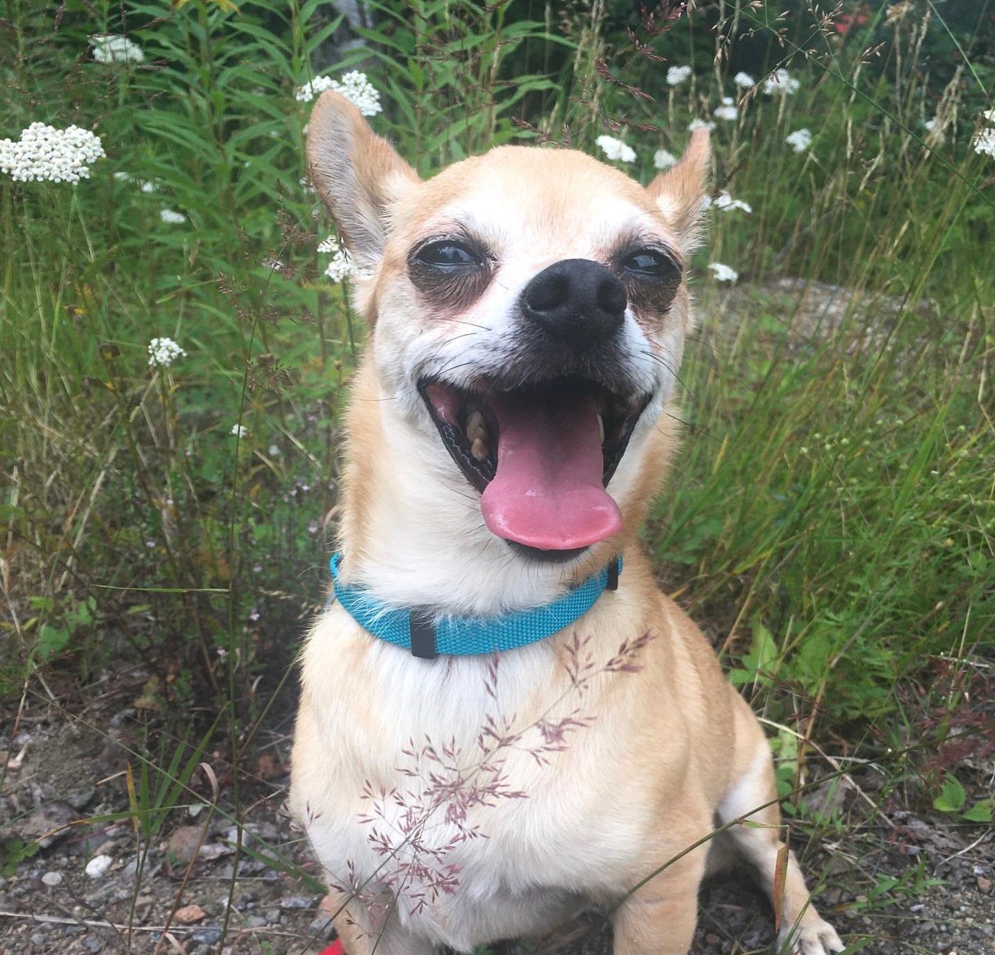 SPCA LaurentidesLabelle Chiens en adoption