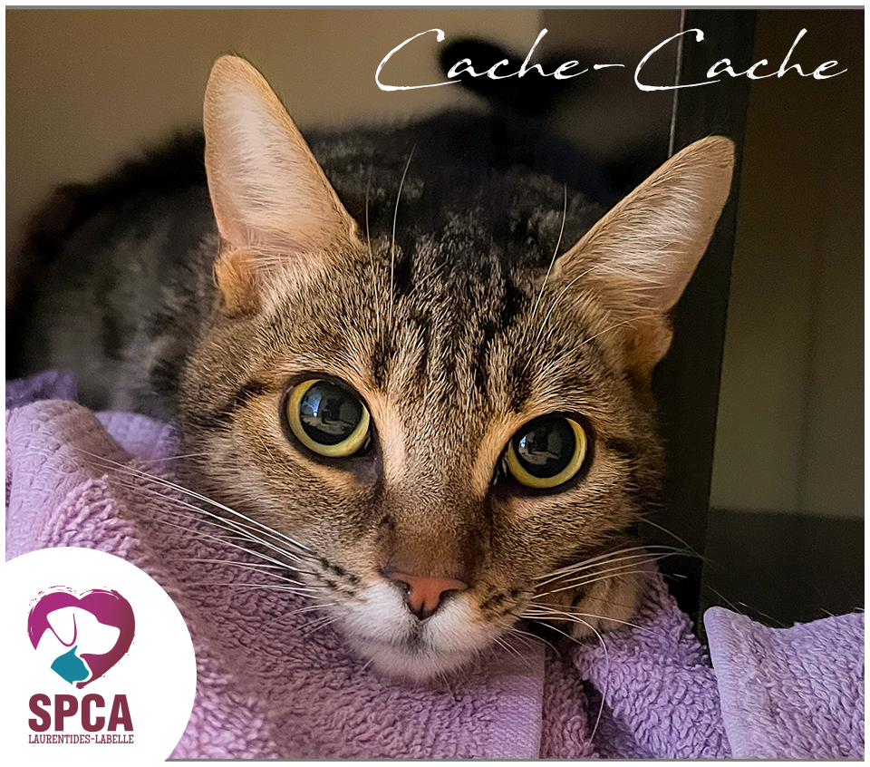 Cache-Cache