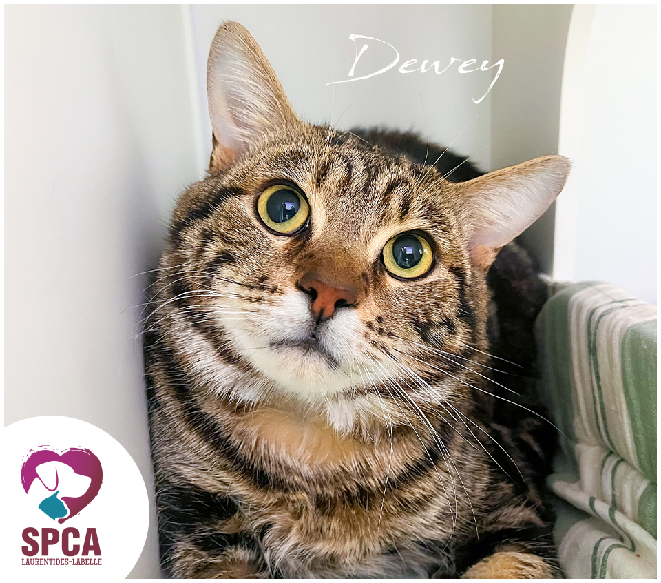 Dewey