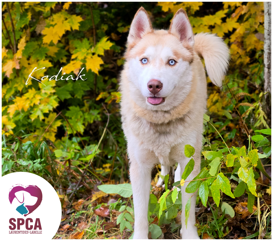 Kodiak