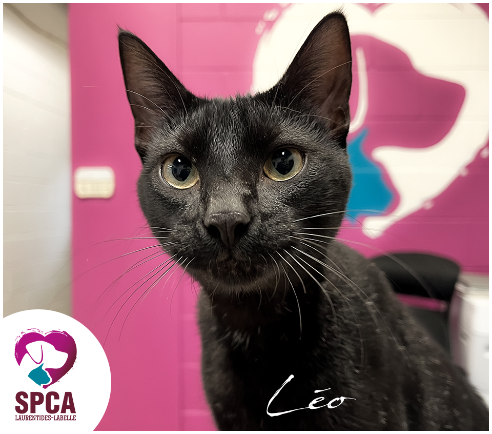 Léo
