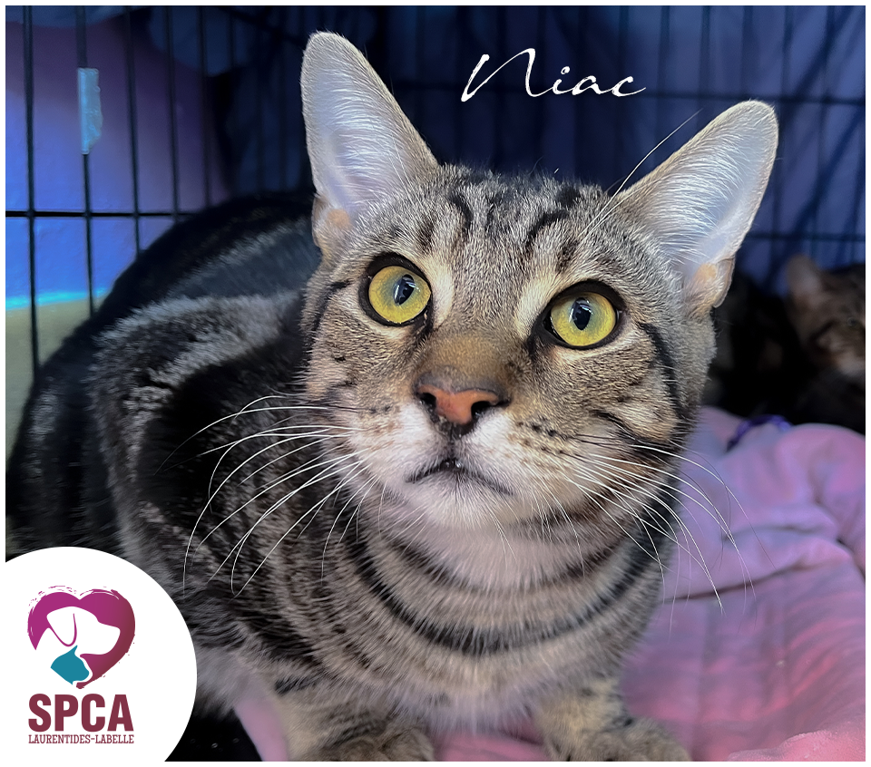Niac