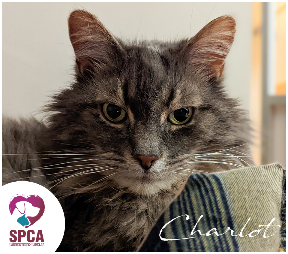 SPCA LaurentidesLabelle Accueil