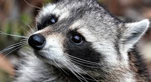 Cohabitation with wildlife animals