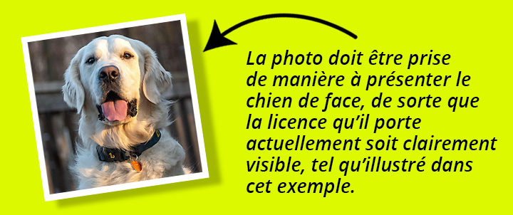concours photo exemple licence