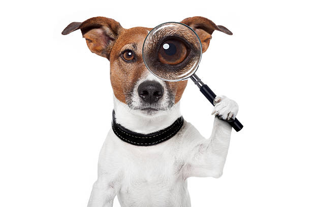 dog with magnifying glass and searching