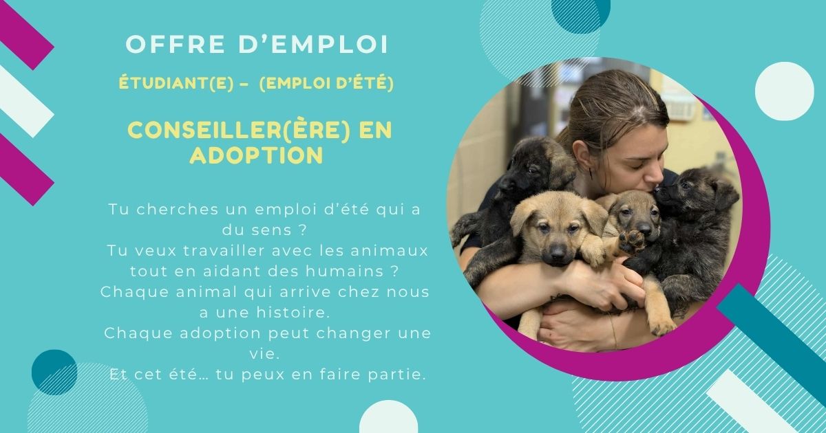 offre emplois dété conseillers en adoption