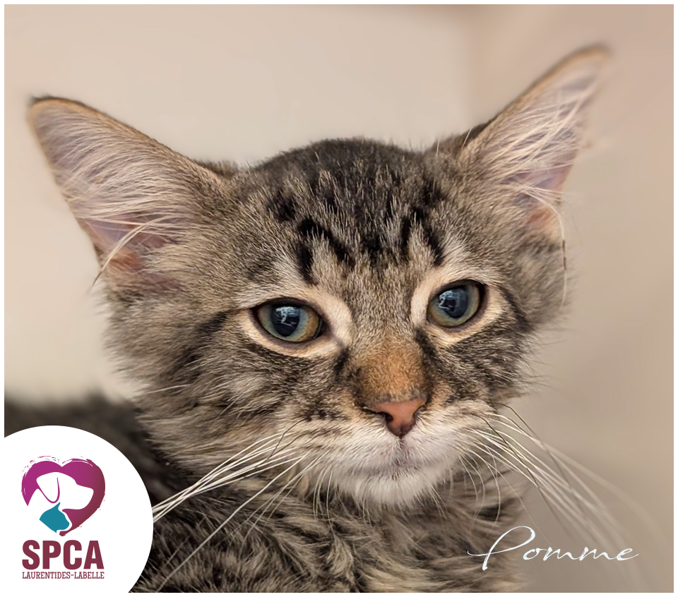 How Much is Cat Adoption at Spca: Affordable Pet Ownership Guide