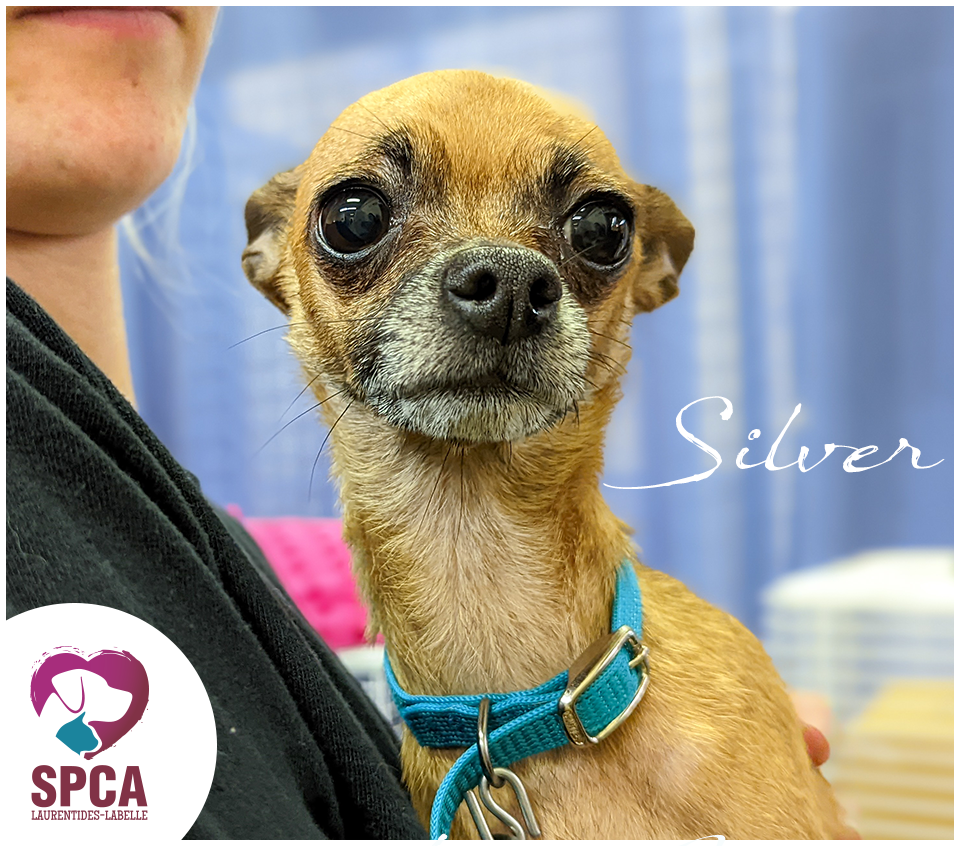 SPCA LaurentidesLabelle Accueil