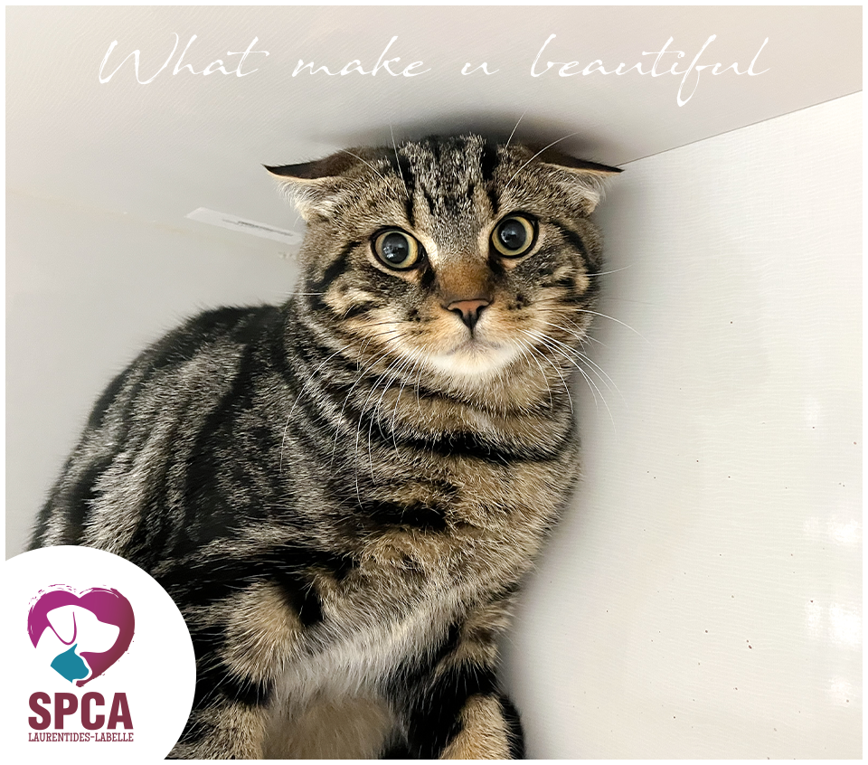 What make u beautiful