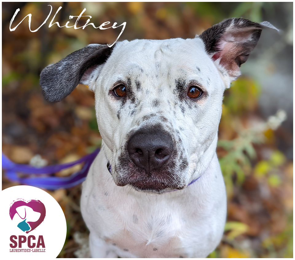 SPCA LaurentidesLabelle Accueil